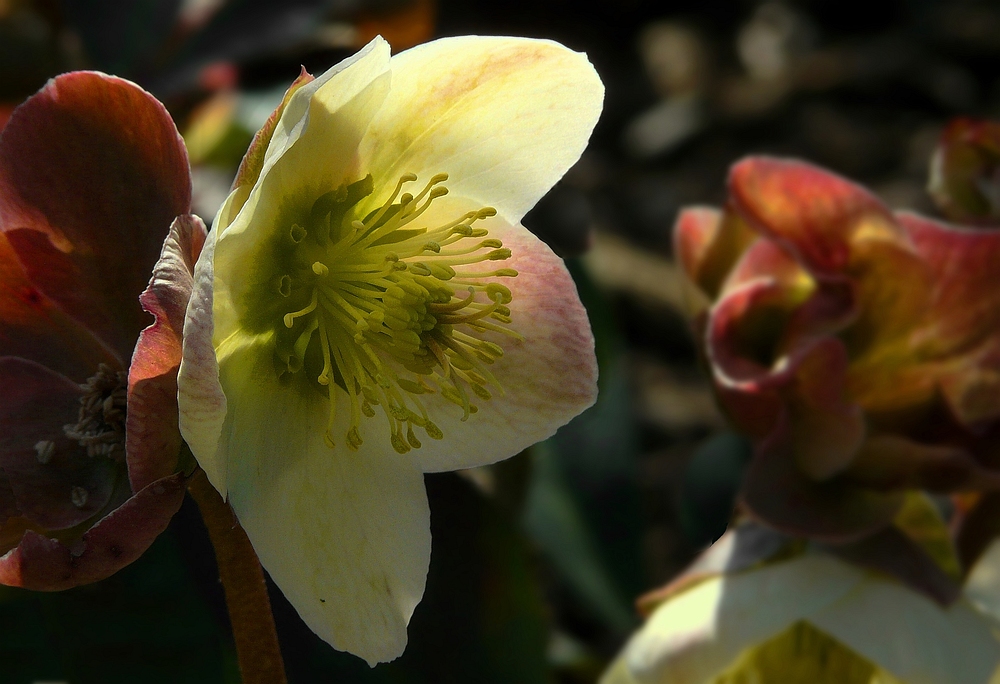 Lenten Rose