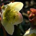 Lenten Rose