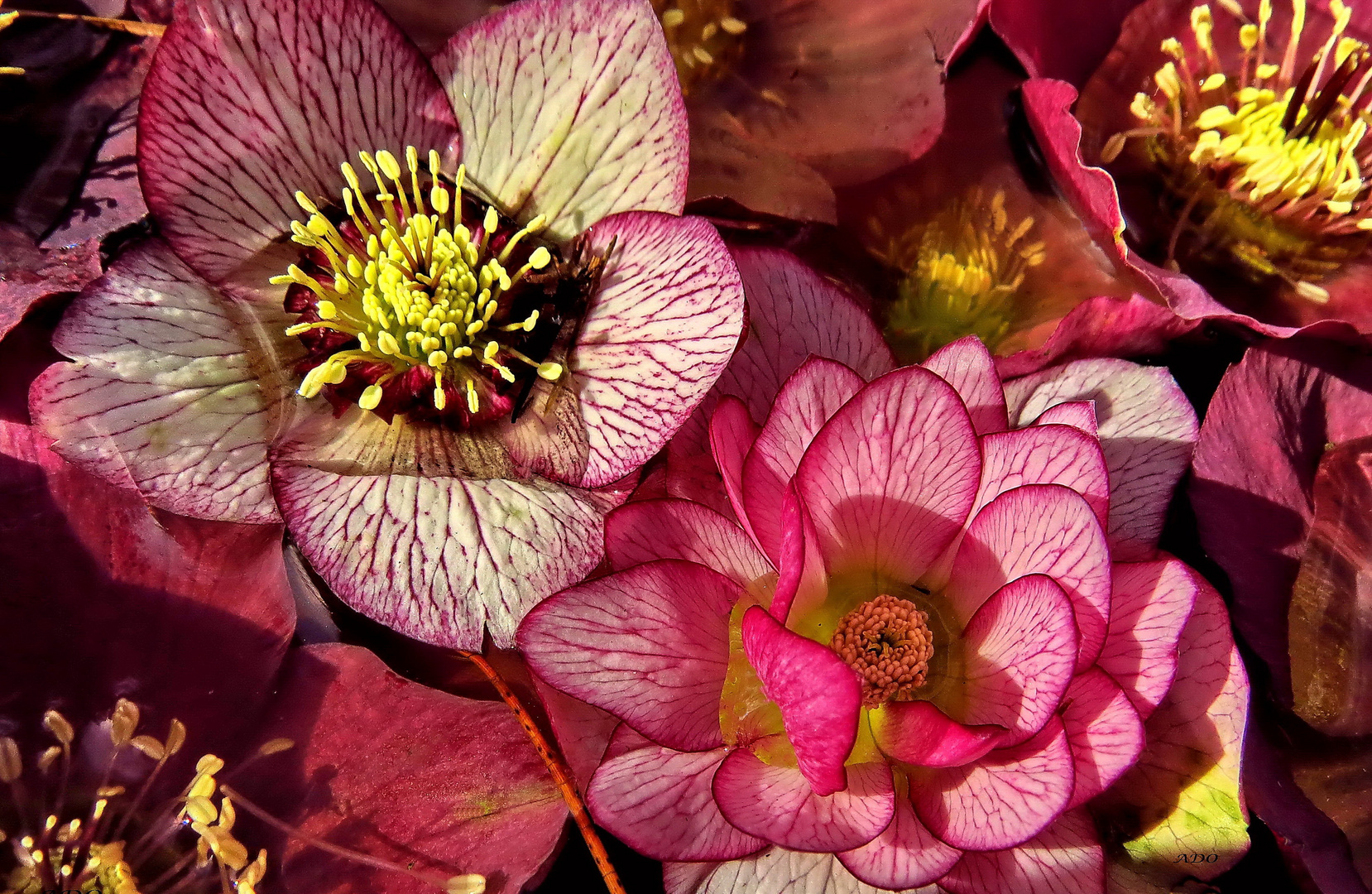 Lenten-Rose