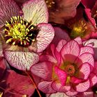 Lenten-Rose