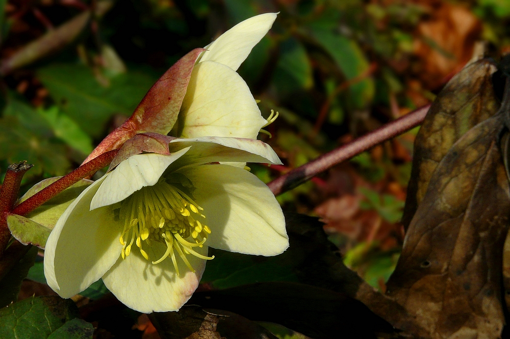 Lenten Rose