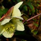 Lenten Rose