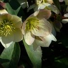 Lenten Rose