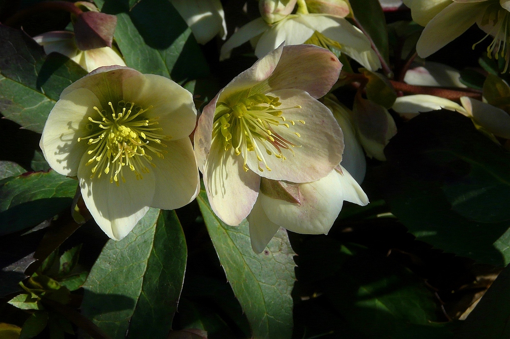 Lenten Rose