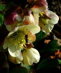 Lenten Rose