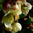 Lenten Rose