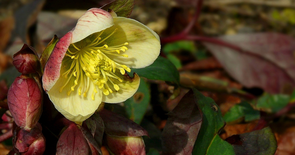 Lenten Rose