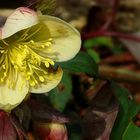 Lenten Rose