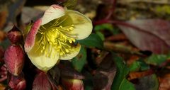 Lenten Rose