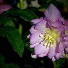 Lenten Rose