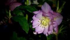 Lenten Rose