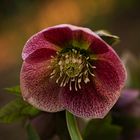 Lenten rose (Helleborus orientalis)