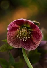 Lenten rose (Helleborus orientalis)