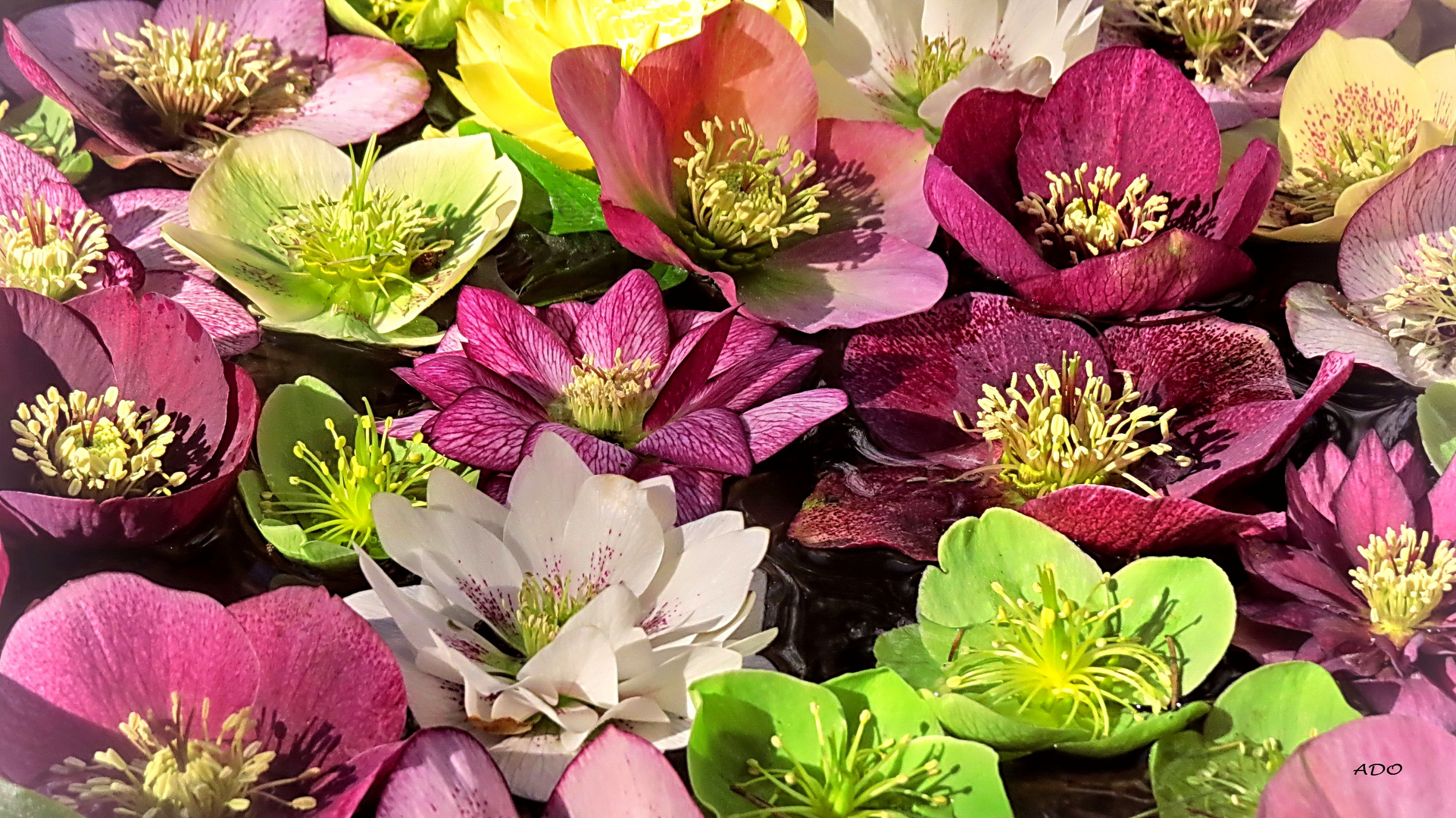 Lenten-Roses