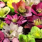 Lenten-Roses