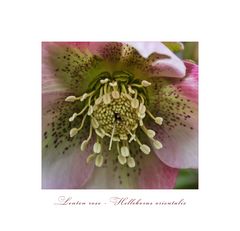 Lentenrose....