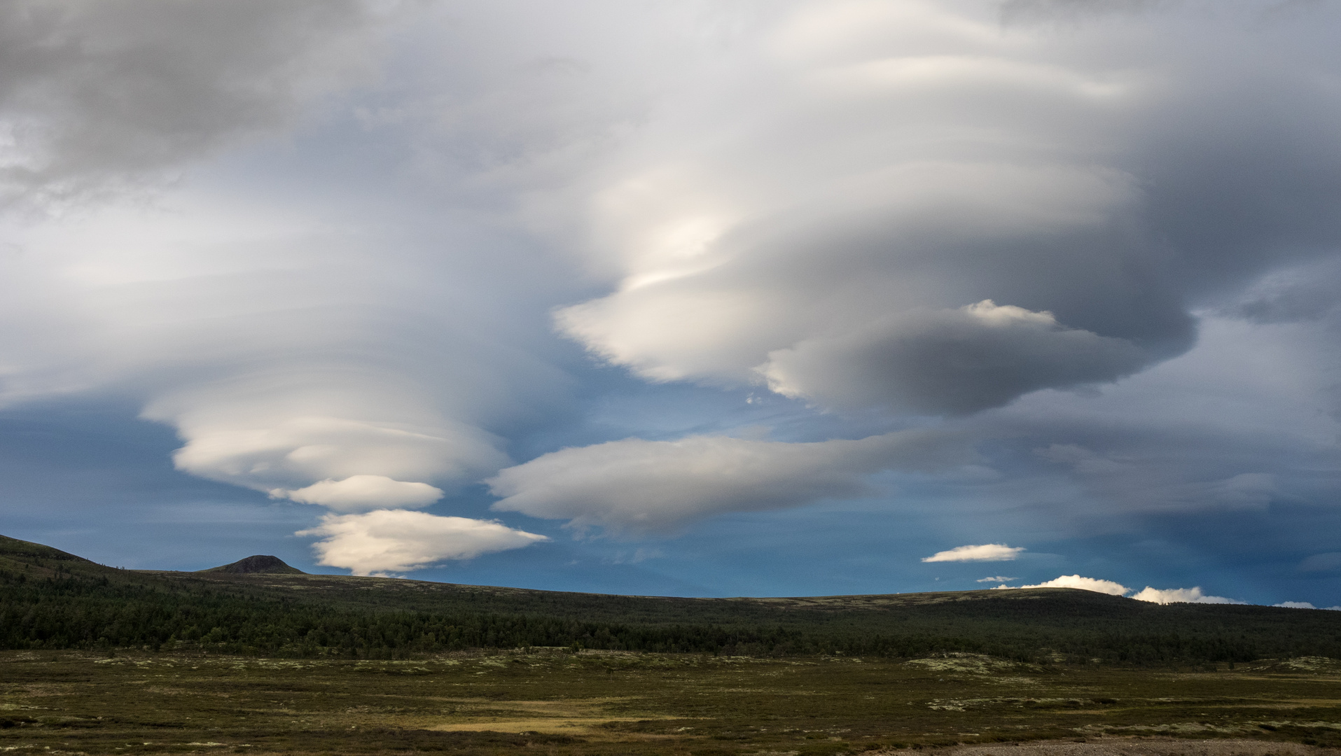 Lenticularis