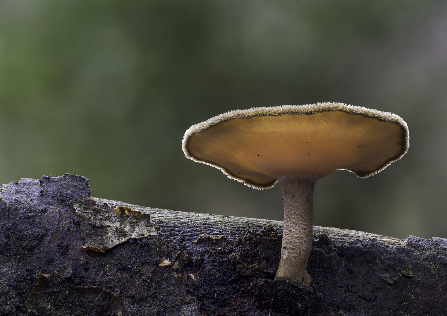 Lentinus brumalis 