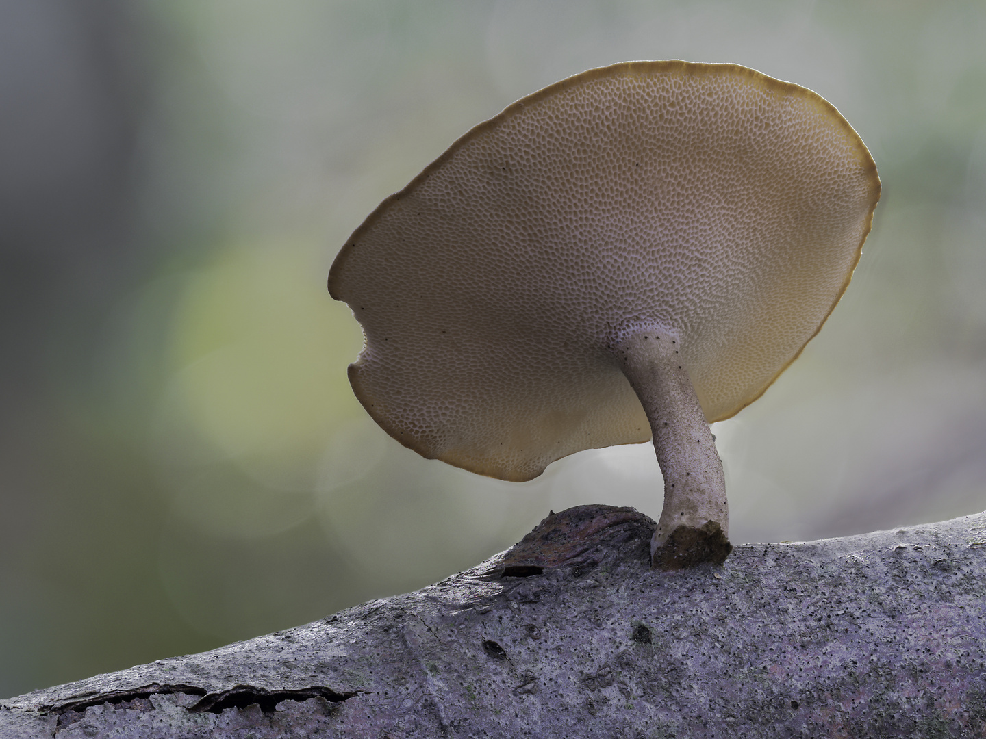 Lentinus brumalis