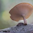 Lentinus brumalis