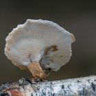 Lentinus brumalis