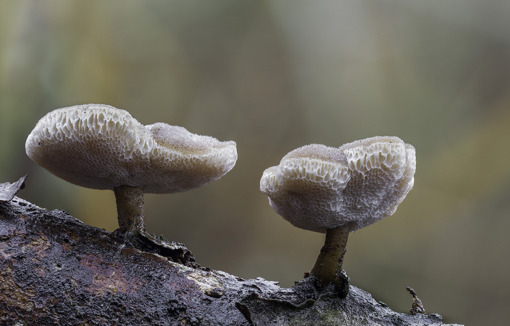 Lentinus brumalis 