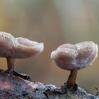 Lentinus brumalis 