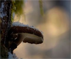 Lentinus brumalis