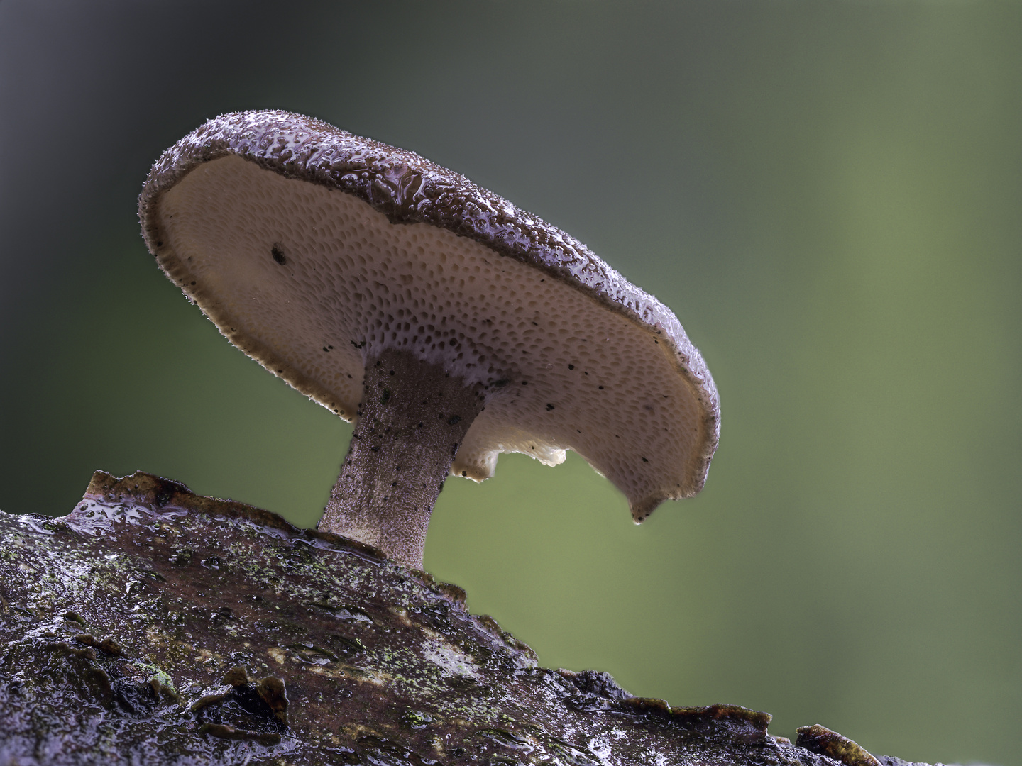 Lentinus brumalis