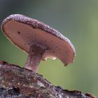 Lentinus brumalis