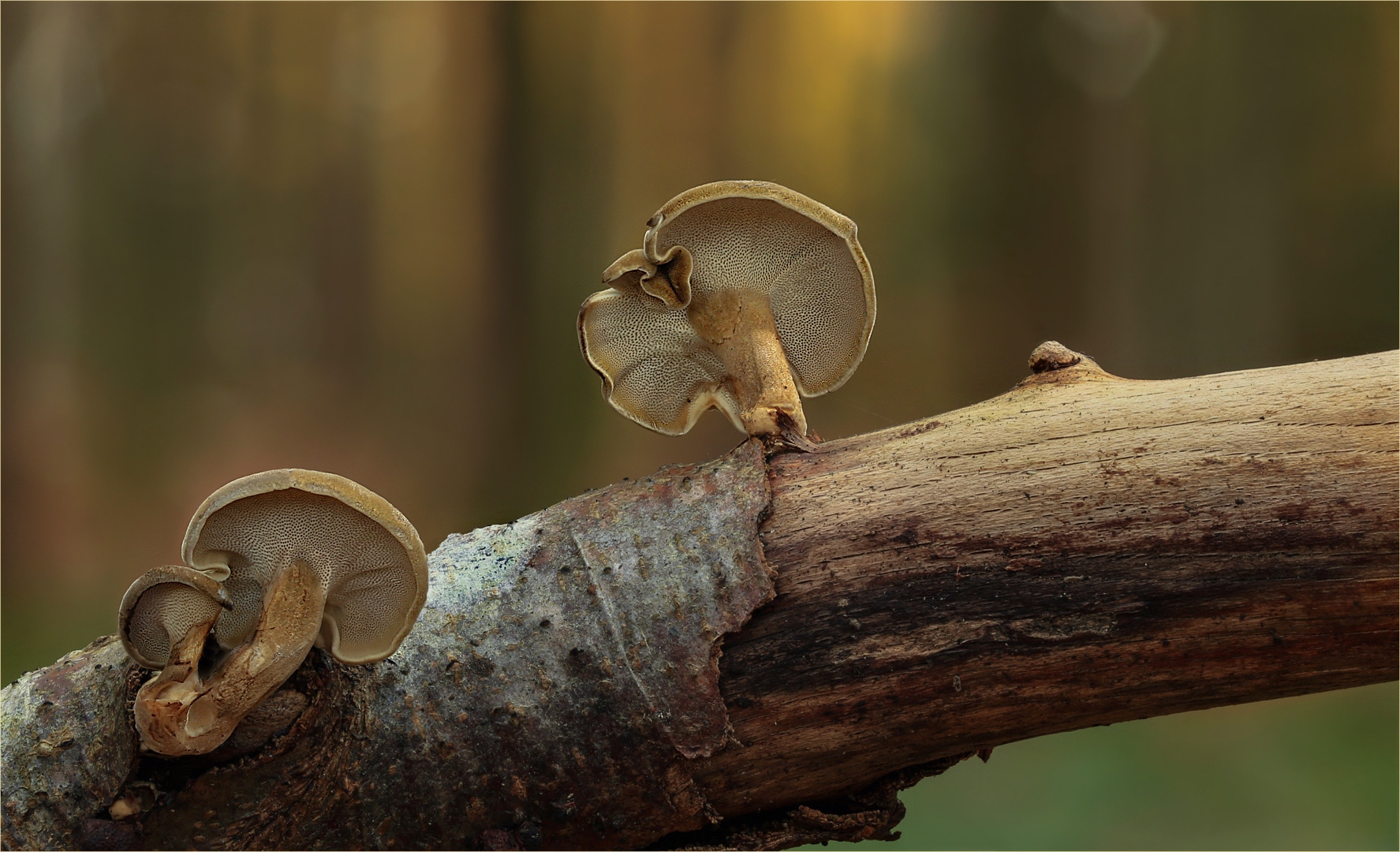 Lentinus brumalis