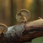 Lentinus brumalis