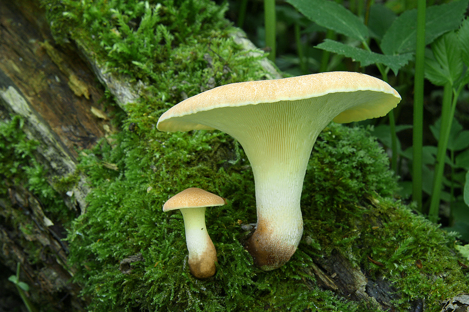 lentinus cyathiformis