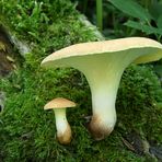 lentinus cyathiformis