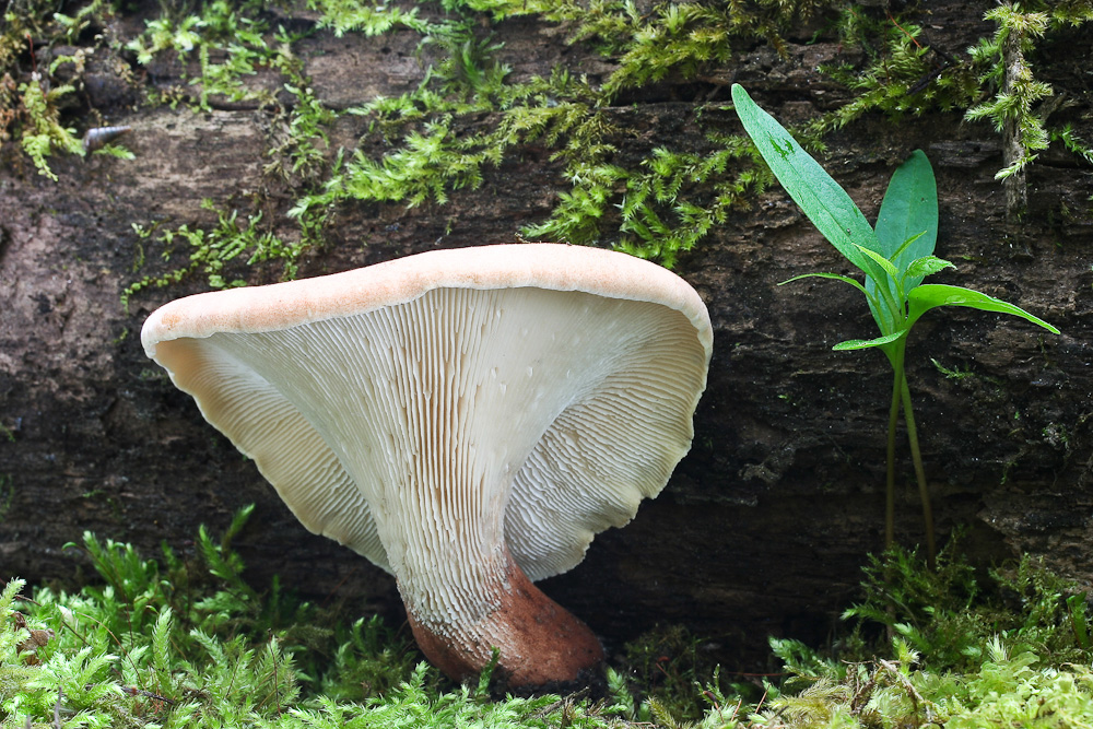 Lentinus cyathiformis (Trichterformiger Sägeblättling)