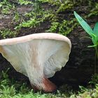 Lentinus cyathiformis (Trichterformiger Sägeblättling)