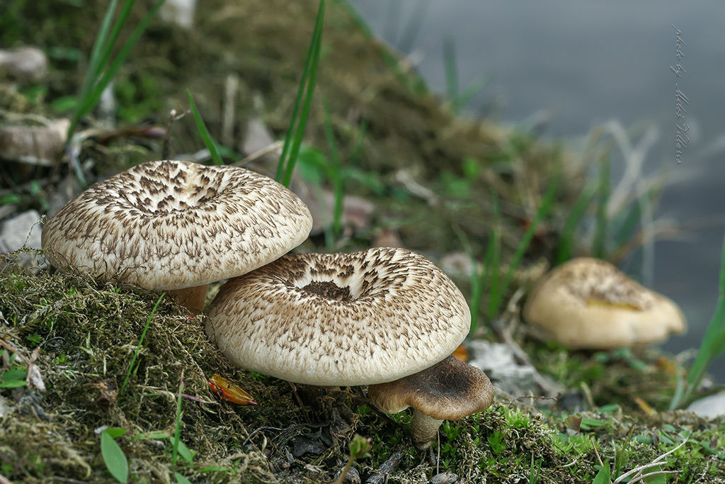 Lentinus tigrinus