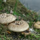 Lentinus tigrinus