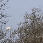 L’envol de la grande aigrette