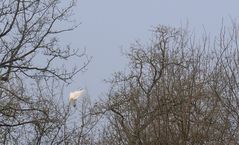 L’envol de la grande aigrette