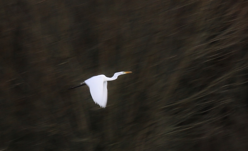 L'envol de la grande aigrette