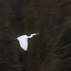 L'envol de la grande aigrette