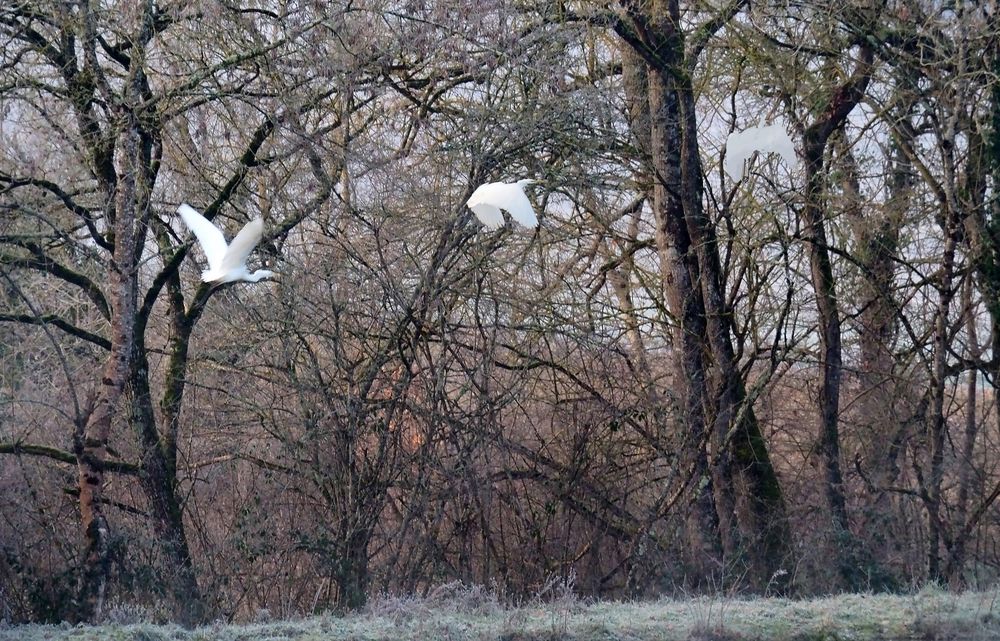 L’envol de la grande aigrette