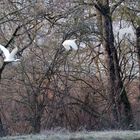 L’envol de la grande aigrette