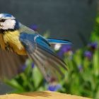 L'envol de la mésange bleue ...