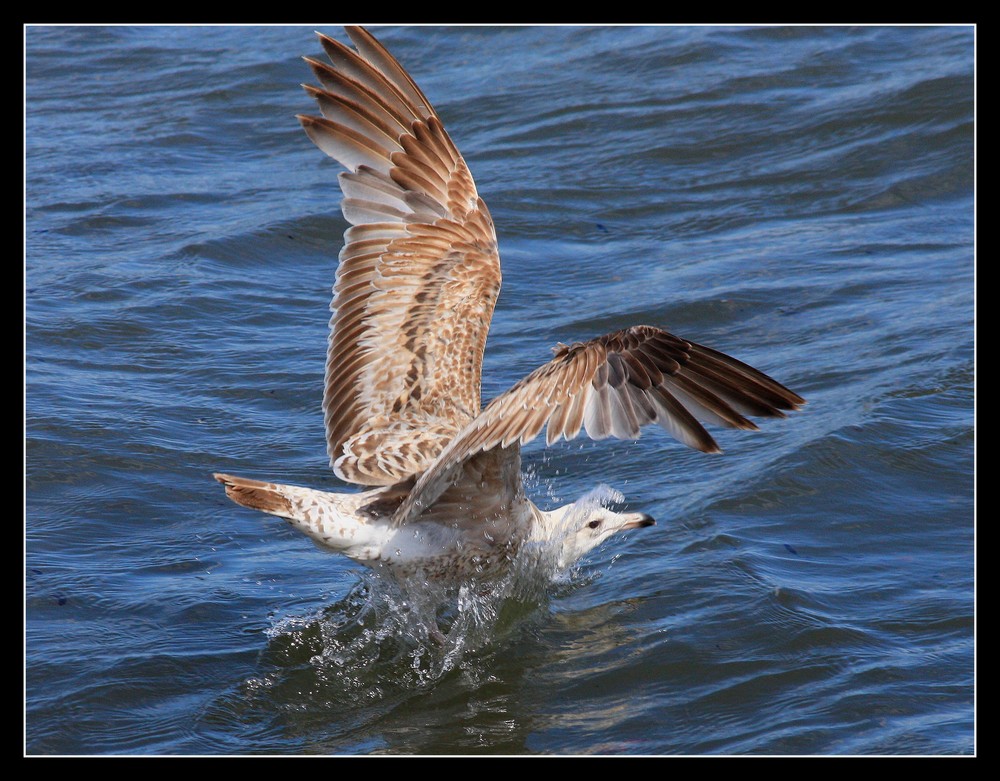 " L'envol de la mouette "