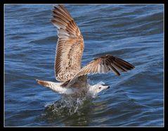 " L'envol de la mouette "