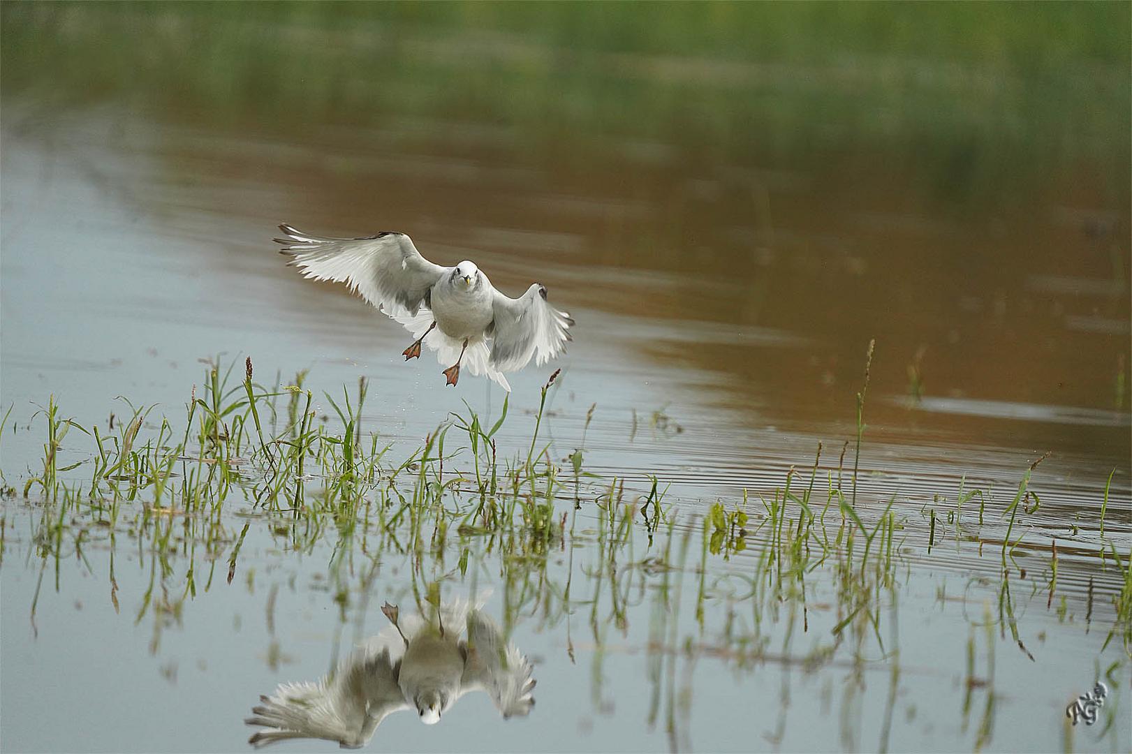 L'envol de la mouette  de Sabine au dessus du marais