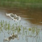 L'envol de la mouette  de Sabine au dessus du marais