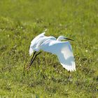 L'envol de l'aigrette ..... (étape 1)